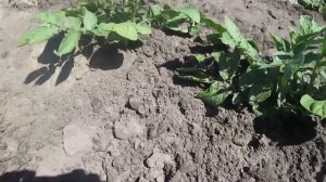 Лучший окучник своими руками  Чертежи, шаблоны