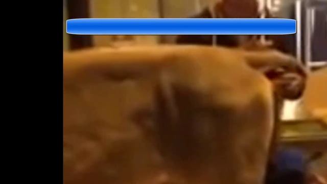 Ферма привязная. Облегчаем уборку навоза смотреть онлайн