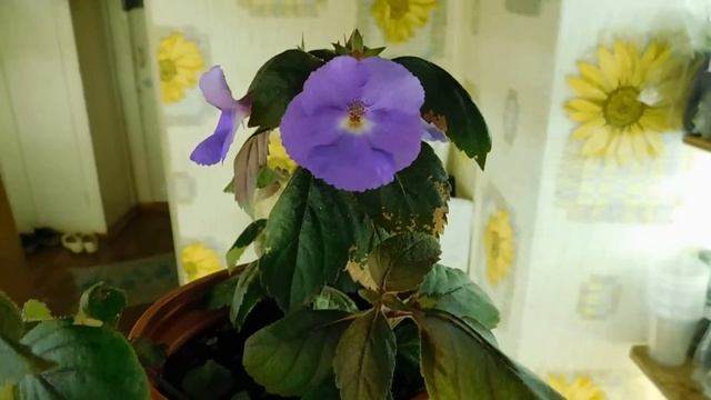 Ахименес уход в домашних условиях смотреть онлайн