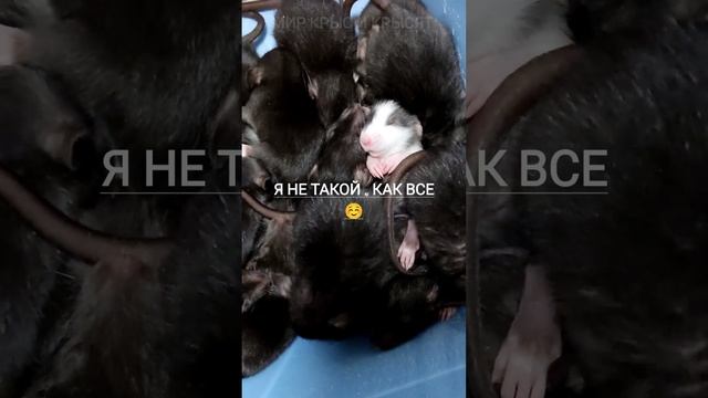 Не Такой как все милые крысы#shorts смотреть онлайн