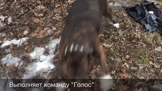 Американский стаффордширский терьер. Прогулка. Команда "Голос". смотреть онлайн