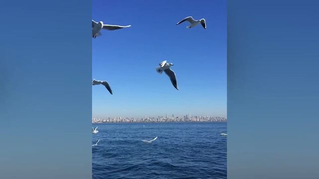Maltepe - Adalar memories (Group Docker Git) смотреть онлайн