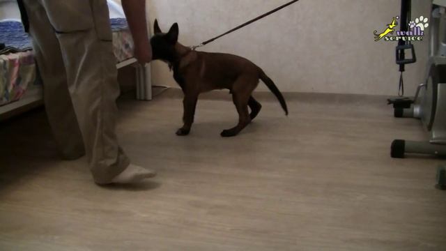 Дрессировка собак, как приучить щенка к поводку смотреть онлайн