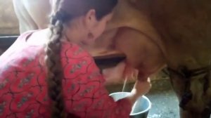 КАК ДОИТЬ КОРОВУ? РУЧНАЯ ДОЙКА, ДОЮ 13 ЛИТРОВ МОЛОКА!