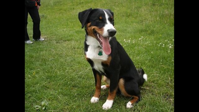 Аппенцеллер - зенненхунд