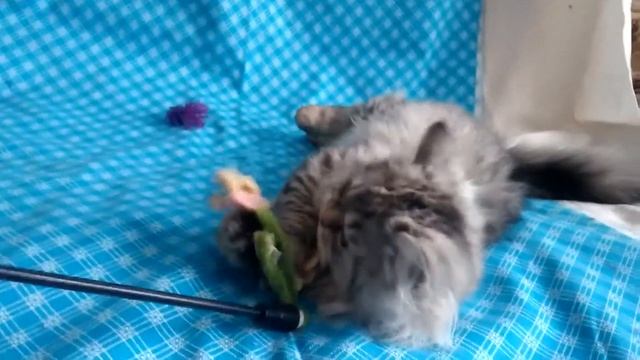 Купить шотландского котенка пятнистого окраса - ПРЕДЛАГАЕМ: котята для Вас! смотреть онлайн