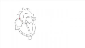 Физиология сердца. Автоматия сердца. Проводящие пути сердца.