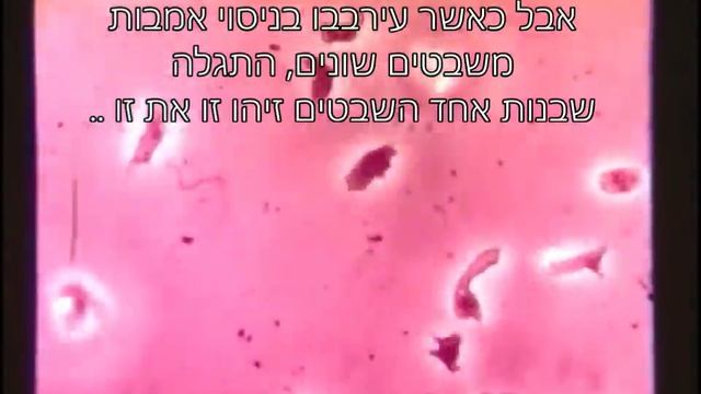 אמבות ואלטרואיזם смотреть онлайн