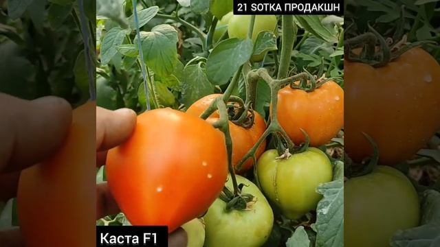 Помидор Каста F1 Супернова. смотреть онлайн