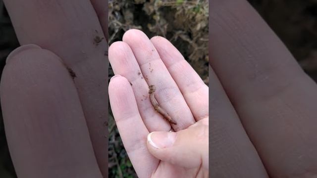 Жизнь в почве. Почему дождевого червя называют кольчатым? смотреть онлайн