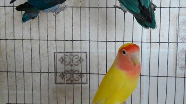 Несчастные неразлучники понемногу становятся счастливее! смотреть онлайн