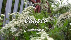 Спирея (невеста). Дачные картинки 2022.mp4