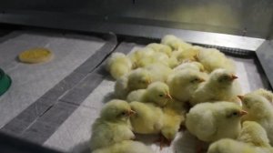 СКОЛЬКО КОРМА ДАВАТЬ ЦЫПЛЯТАМ.