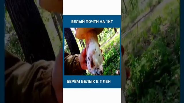 БОЛЬШОЙ БЕЛЫЙ ПОЧТИ НА 1 КГ смотреть онлайн