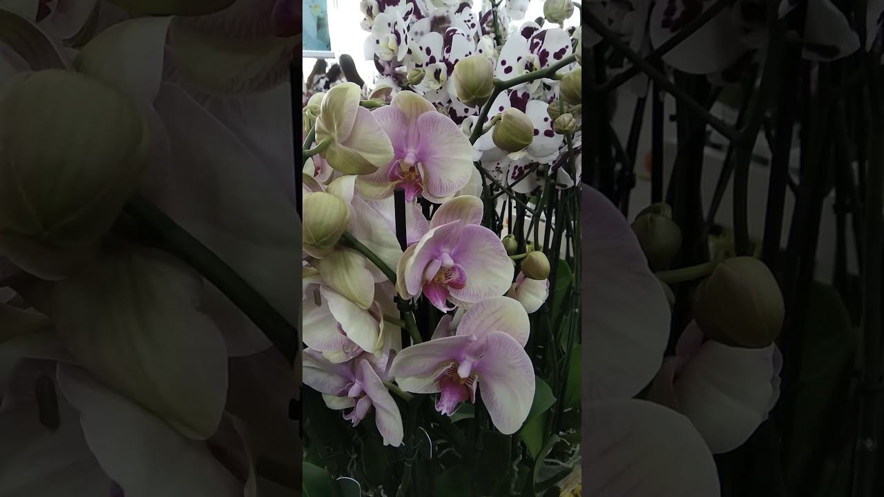 Приглашаю в "друзья". Заходите в гости на мой канал #shorts