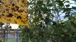 Обзор и дегустация томатов Спрут сливка F1 и Карамель медовая F1, сравнение урожайности.