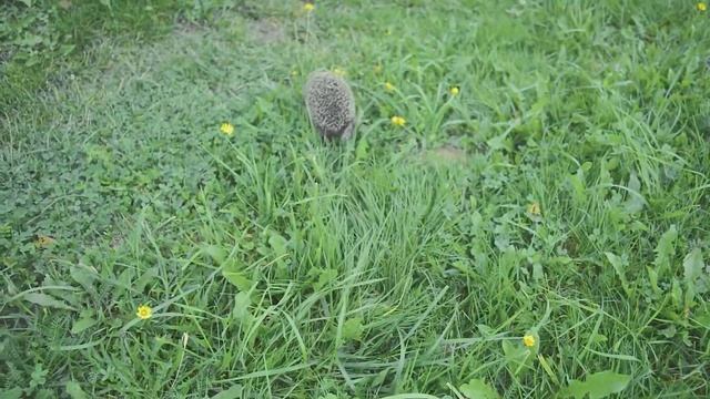 Как фырчит и трахтит рассерженный ёжик | Angry hedgehog смотреть онлайн