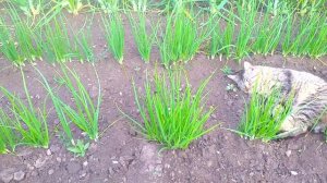 КАК ВЫРАСТИТЬ ЛУК РЕПКУ ИЗ ЧЕРНУШКИ