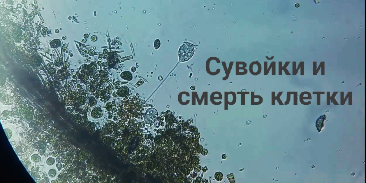 Сувойки и смерть клетки