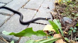 Как ползет змея