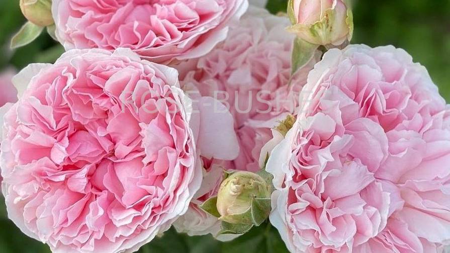 Миранда. Miranda. (Англ. роза) смотреть онлайн