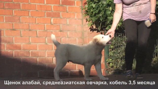 Щенок Среднеазиатской овчарки, кобель 3,5 мес. www.r-risk.ru +7(926)220-56-03 Татьяна Ягодкина смотреть онлайн