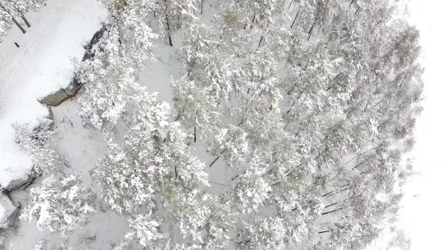 Волшебный зимний лес ??? смотреть онлайн