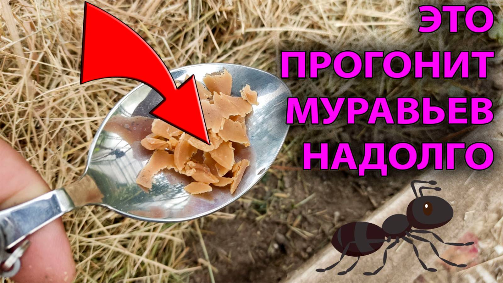 🐜 Муравьи на даче? ВЫ ЗАБЫЛИ про ЭТО средство!🐜 Муравьиный апокалипсис отменяется! 😂 Спасаем урож смотреть онлайн