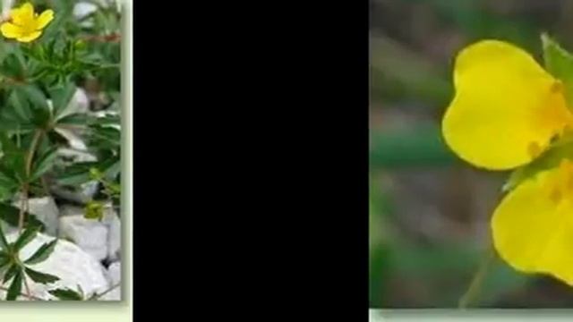 Blutwurz (Potentilla erecta (L.) Raeusch.) смотреть онлайн