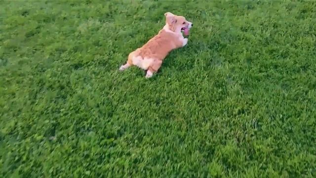 Run Sploot смотреть онлайн