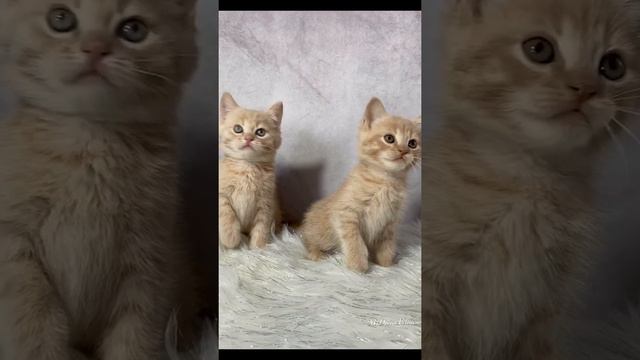 TICA Non-Standard Munchkin male kittens смотреть онлайн