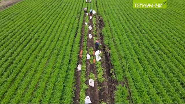 Первый урожай моркови смотреть онлайн