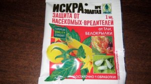 Спасаем смородину от стеклянницы