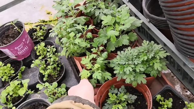 Хризантема мультифлора после укоренения, что делаем дальше 12.01.2020 смотреть онлайн