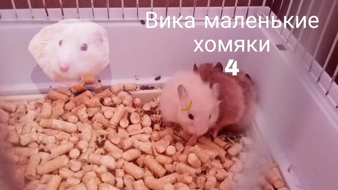 Вика маленькие хомяки 4 смотреть онлайн