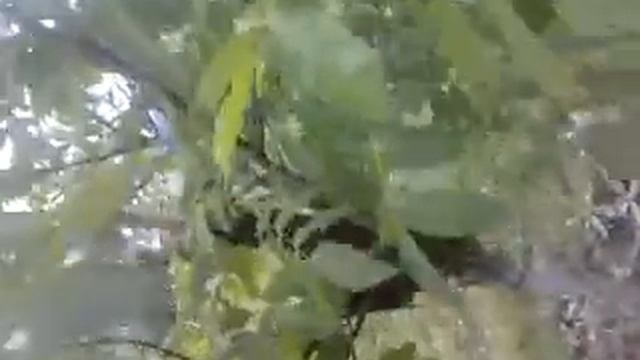 Рой пчел во дворе жилого дома )) смотреть онлайн