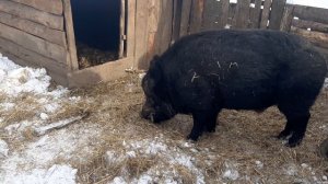 ЧТО ЕСТ ДИКИЙ КАБАН !!!  #МОЖЕТ СОЖРАТЬ И КОРОВУ#