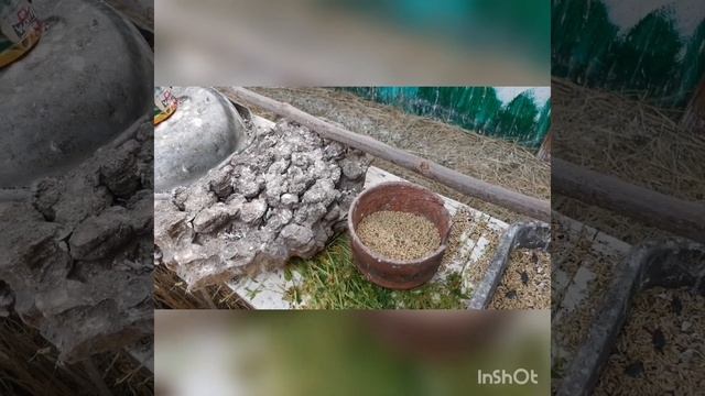 Мой опыт содержания и кормления иволги в вольере. смотреть онлайн