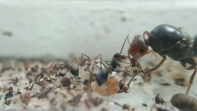 Мексиканский муравей бочка ) депилисы смотреть онлайн