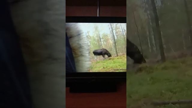 Охота в Норвегии на лося. Ружьё с оптикой и глушителем. смотреть онлайн