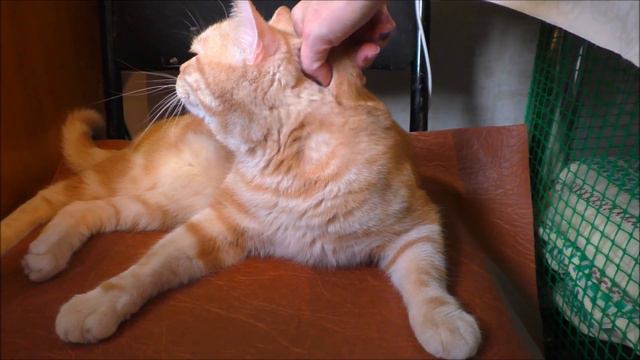 Маленькая Шейла и большой кот Рунно / Little Sheila kitten and Runno big cat смотреть онлайн