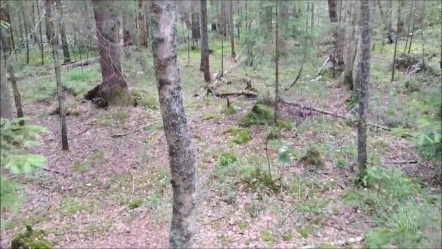 За Грибами! Опасный лес! смотреть онлайн