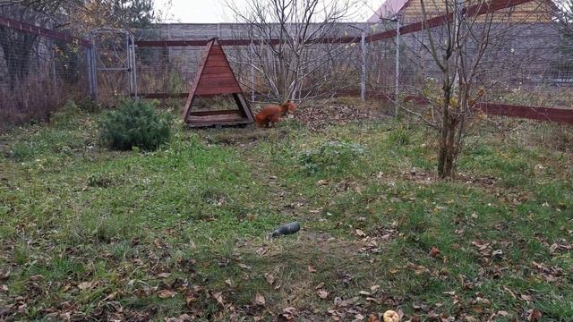 Альфик Лис в хорошем настроении смотреть онлайн