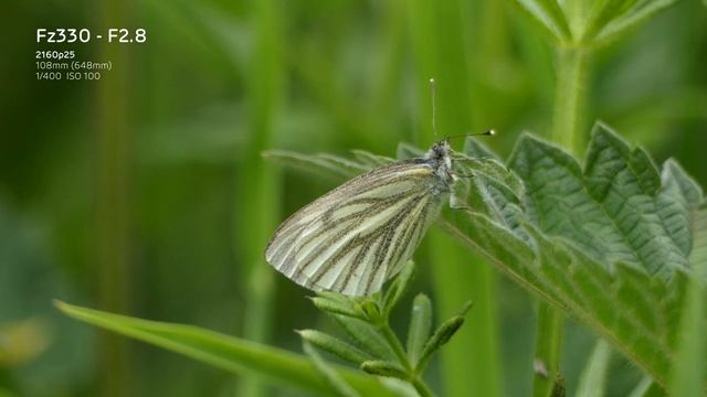 Comparing Panasonic DMC-FZ330 with DMC-G7 - sample 4K video смотреть онлайн