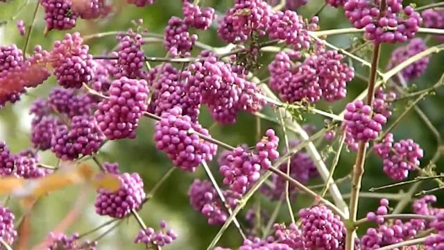 Callicarpa bodinieri Profusion смотреть онлайн