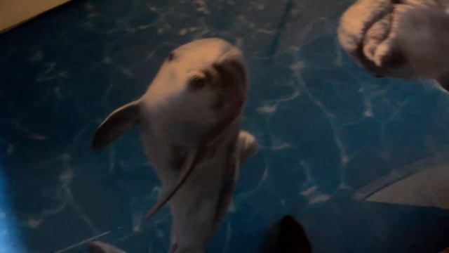 Наливной пол 3D! МП Декор 2 смотреть онлайн