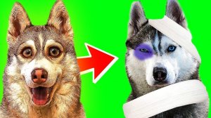 ПАПА БАНДИТ ОПЯТЬ ПОДРАЛСЯ!! (Хаски Бублик) Говорящая собака Mister Booble