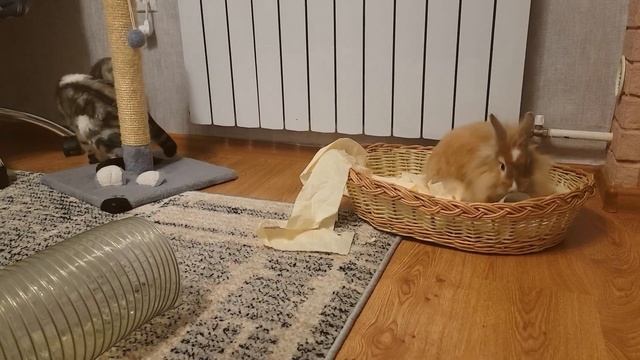 Кролик лижет ухо кошке Кошка не ожидала такого от Кролика смотреть онлайн