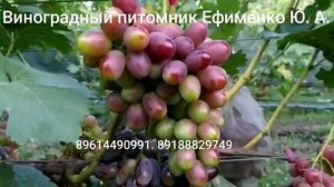 виноград Торнадо