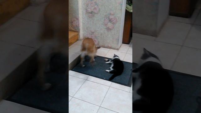 Кто сказал что собаки не ладят с кошками, смотрите как играют смотреть онлайн